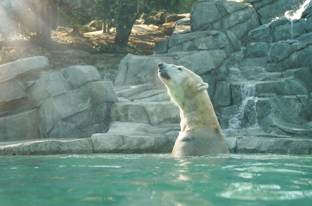 Zoo d’Amnéville : les nouveautés 2022 | La Gazette Moselle