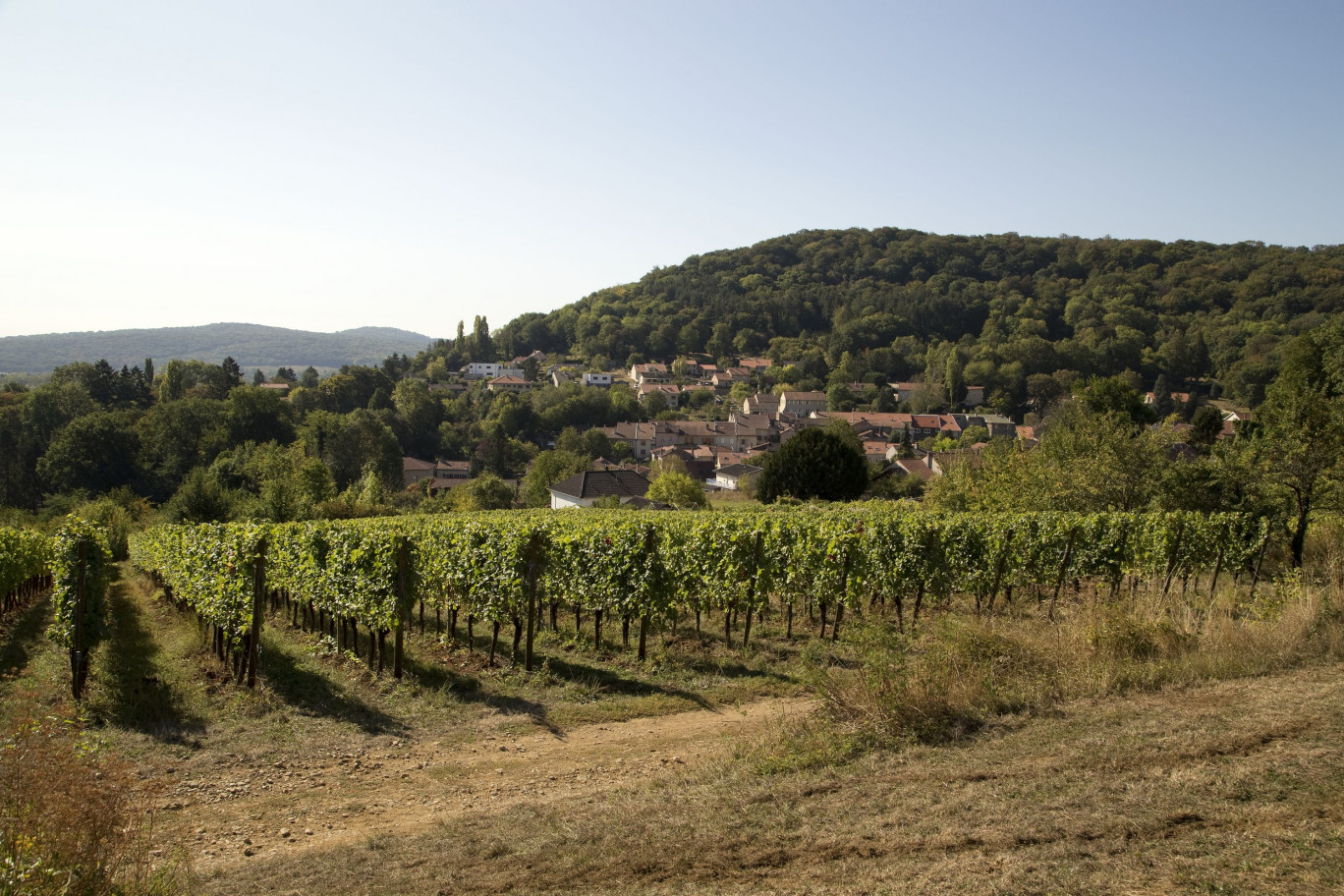 La majorité des vignes de l’AOC Moselle sont travaillées selon les critères d’une agriculture biologique (pour environ 56 % d’entre elles). (c) Département de la Moselle. 