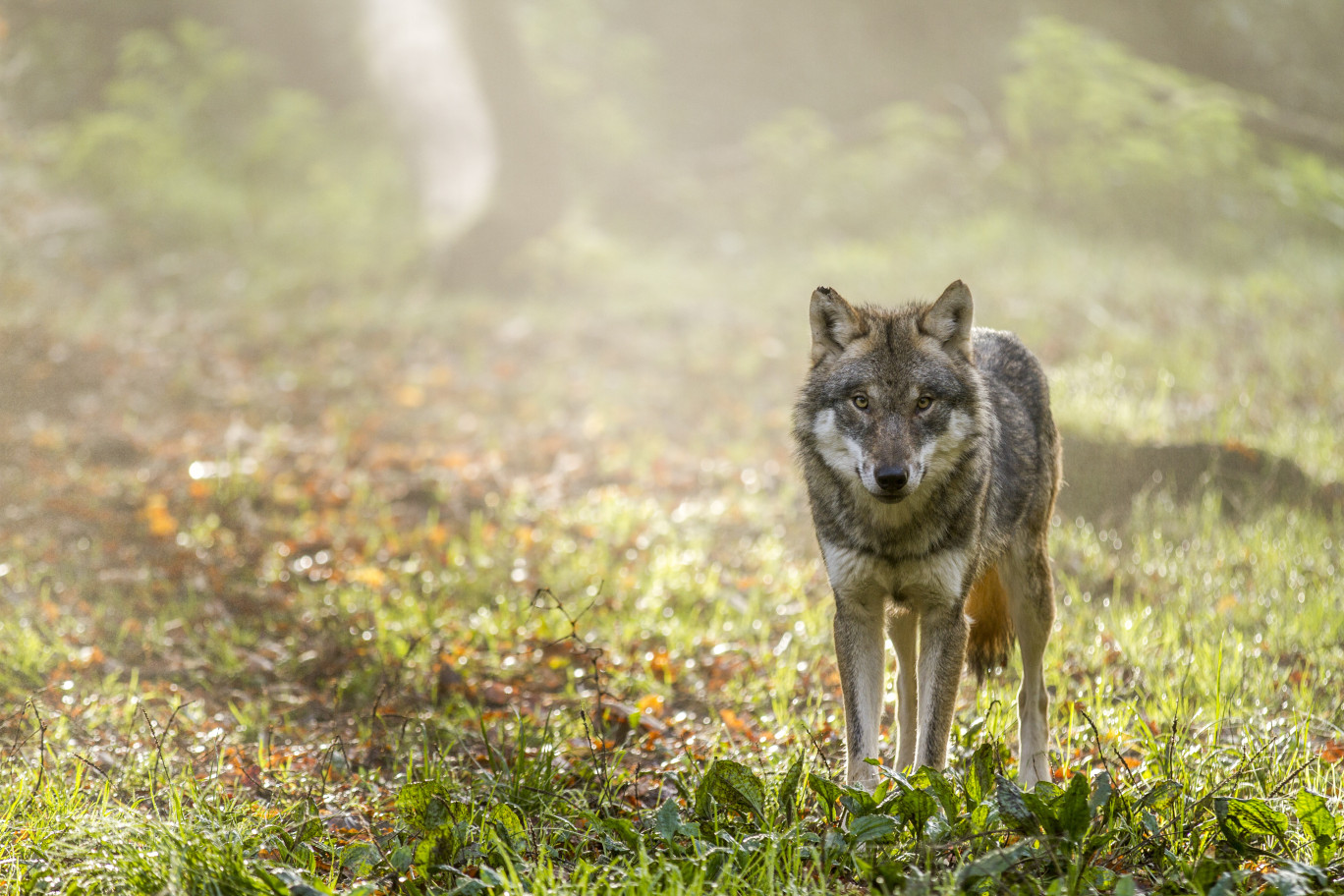 © Parc Animalier de Sainte-Croix.