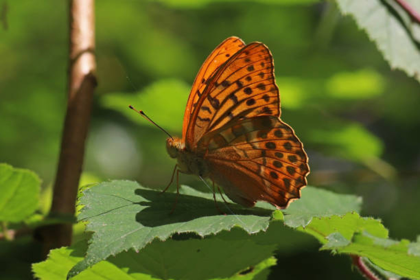 La protection de la biodiversité est au cœur d'une stratégie régionale multi-partenariale en Grand Est.   