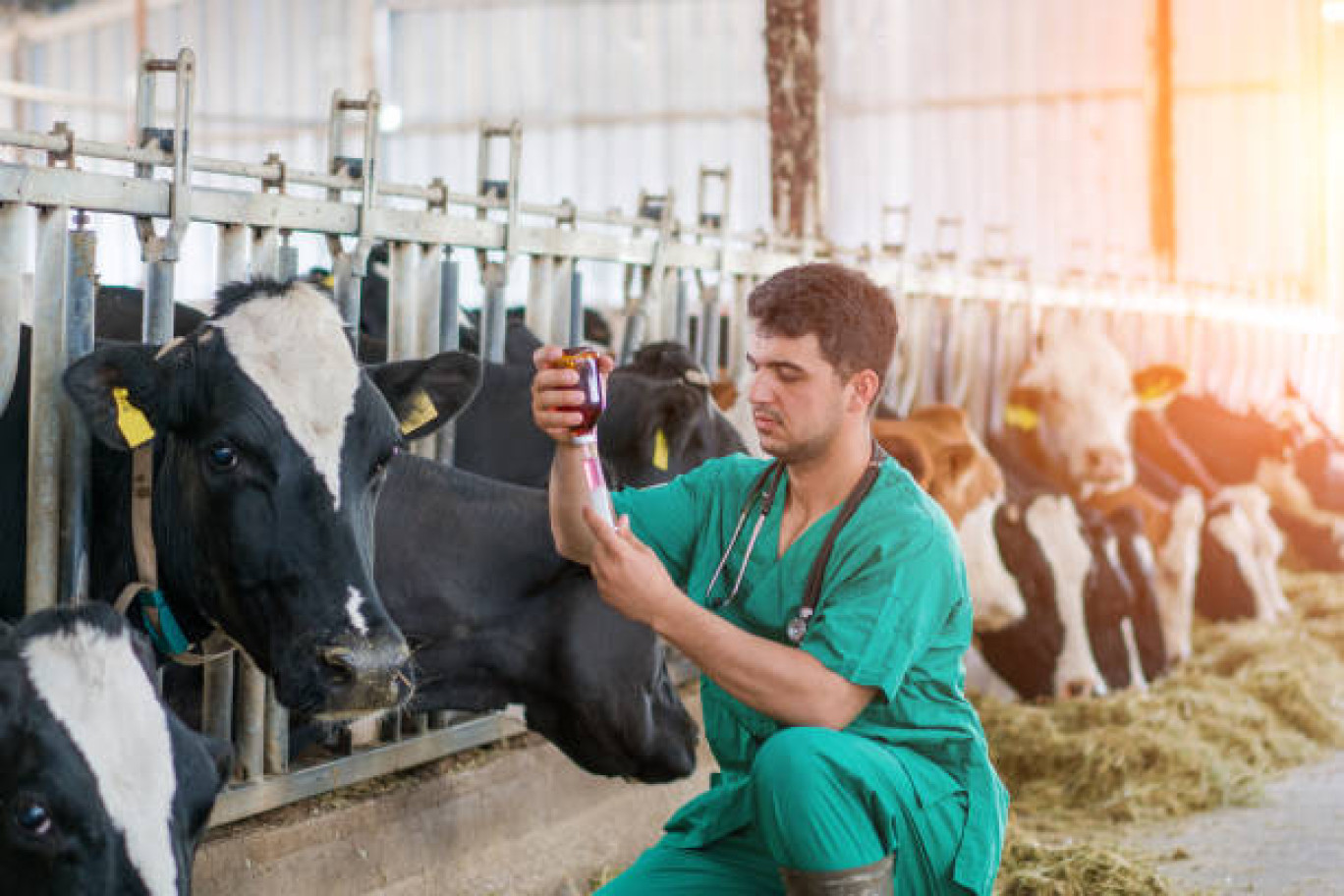 La pénurie de vétérinaires en zone rurale est une grande difficulté pour les éleveurs.