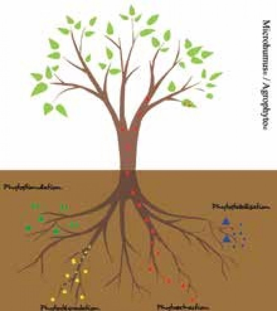 Microhumus développe le concept innovant de phytoremédiation. 