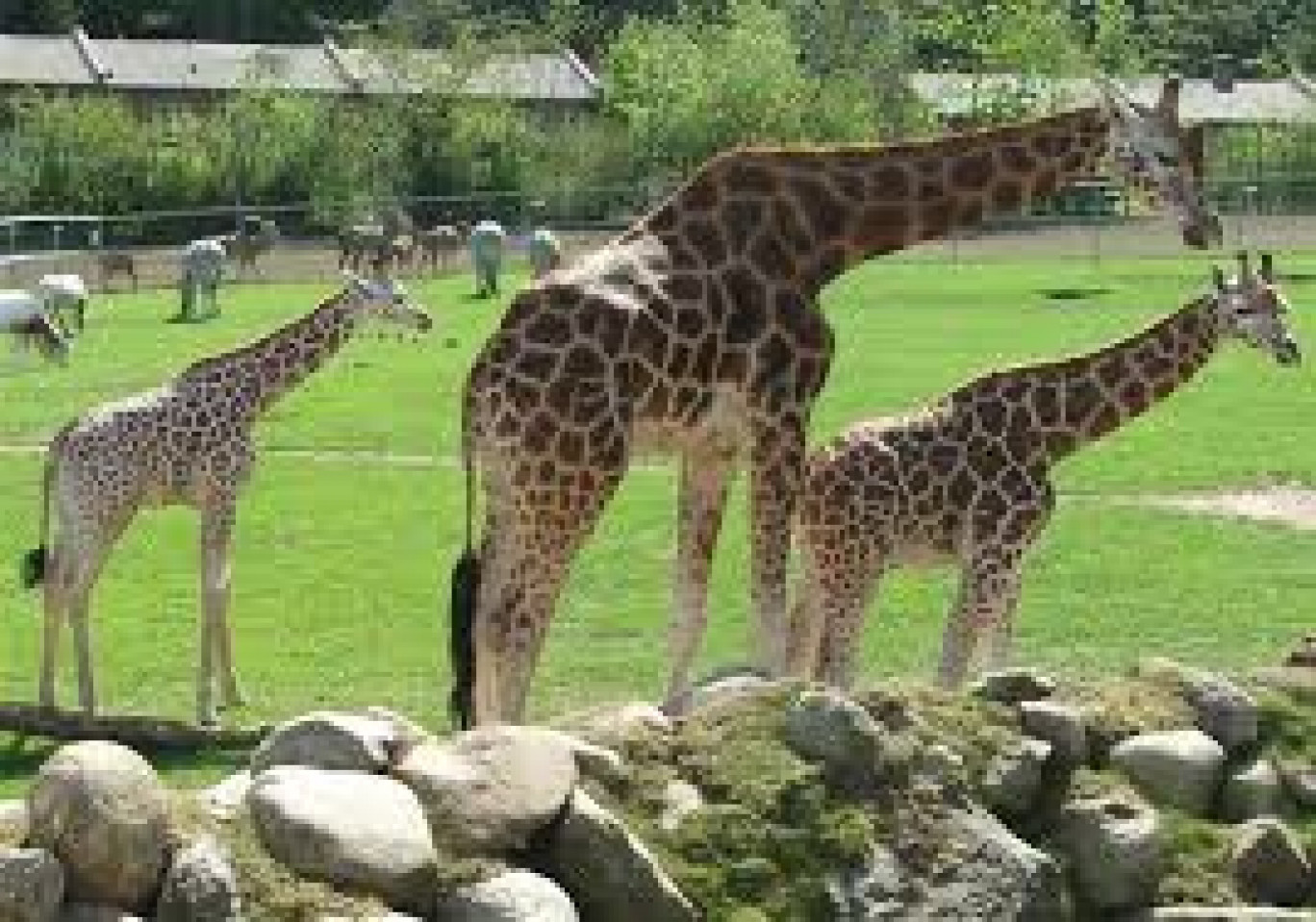 Le parc de Sainte-Croix élu meilleur zoo de l’Hexagone
