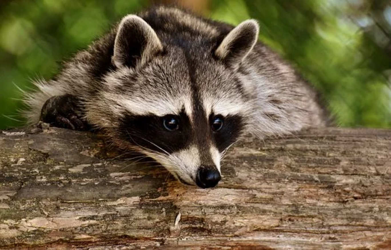 Le zoo Sainte-Croix bat son premier record de fréquentation