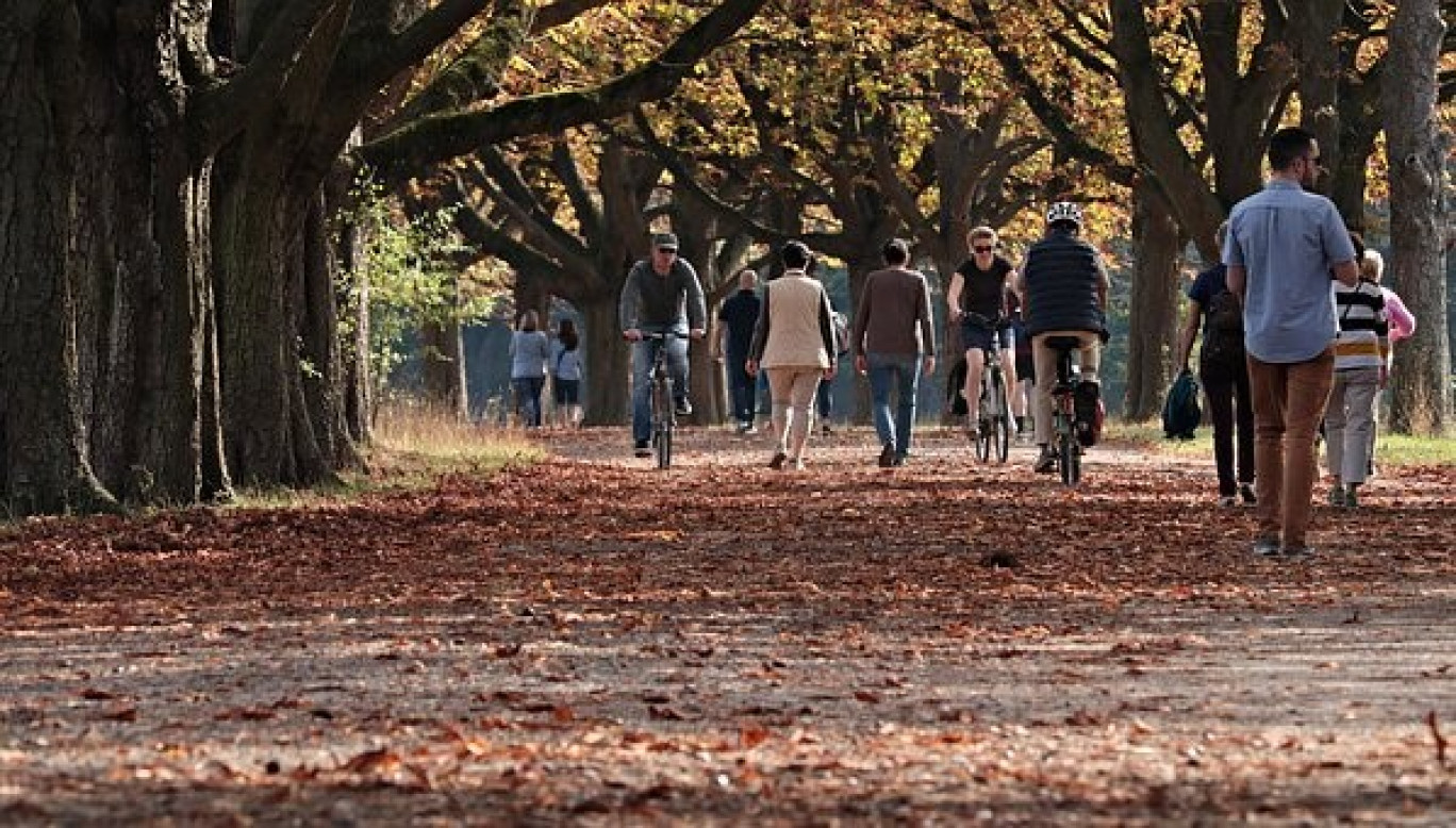 Metz : mise en place d’arbres antipollution