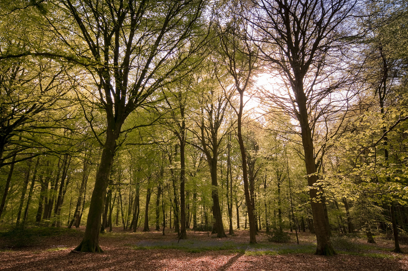 Début avril, 16 % des entreprises de la filière forêt-bois Grand Est fonctionnaient normalement. Début juin, elles étaient 58 %.