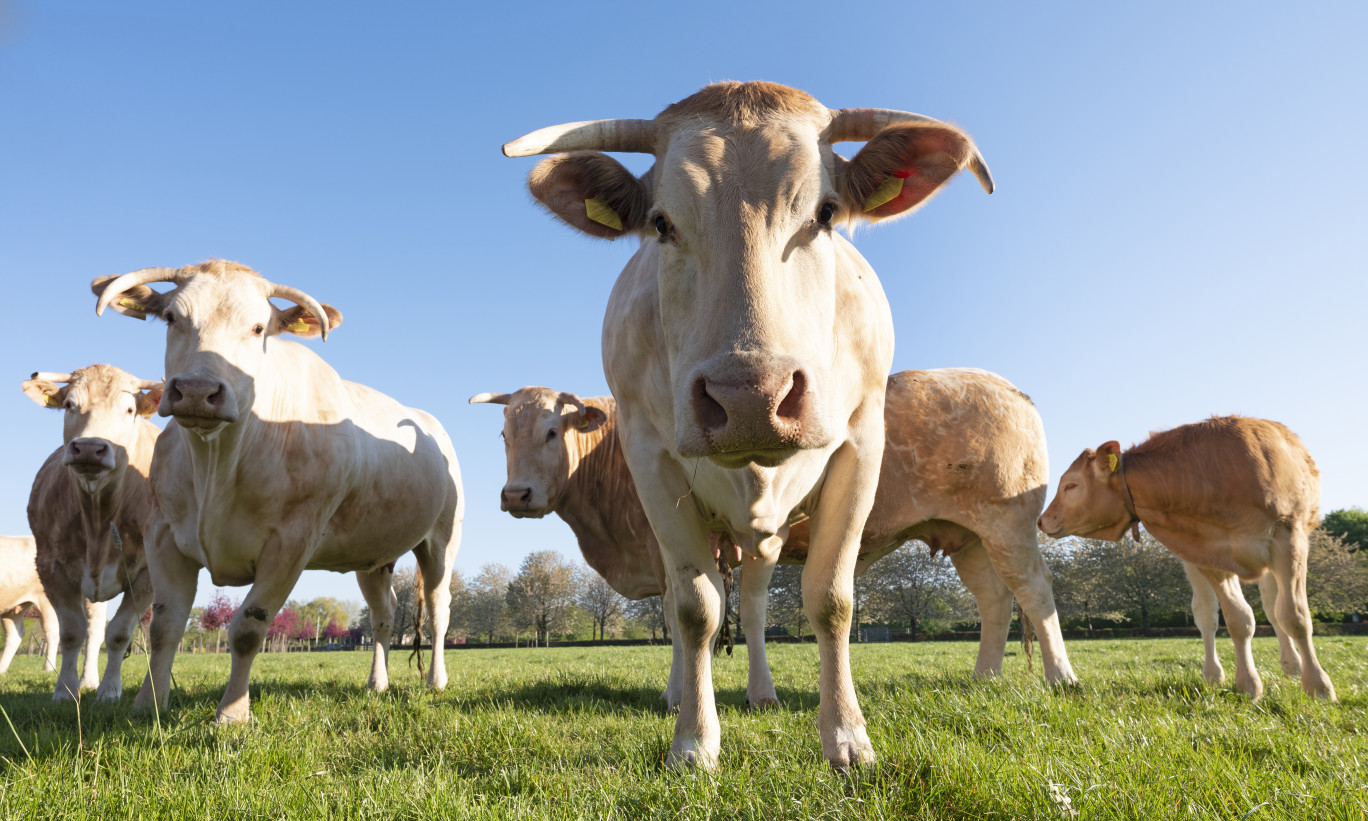 blonde d'aquitaine cows in fresh green spring meadow under bright blue sky